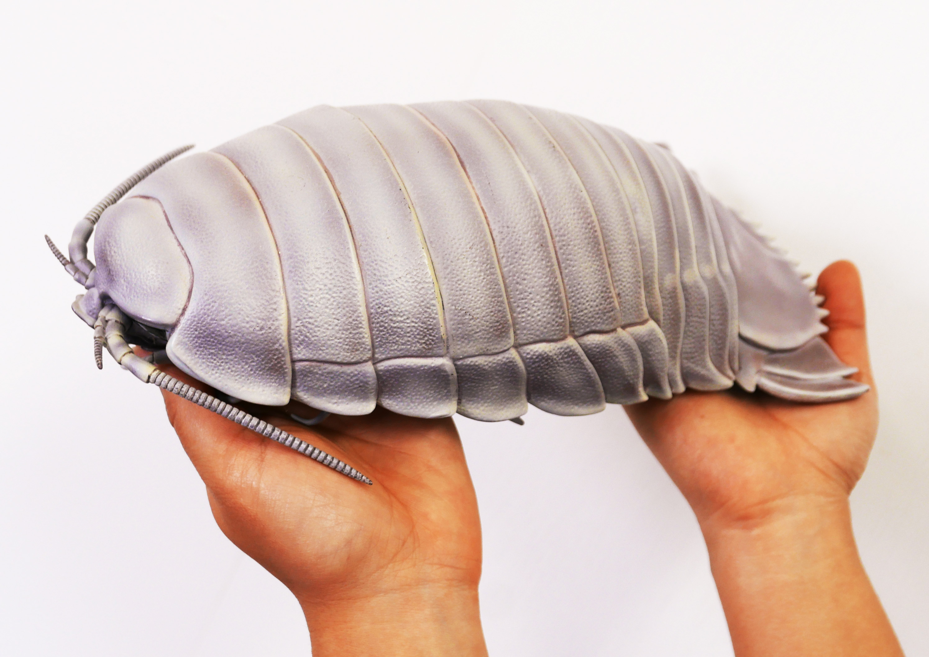 ほぼ実寸！ダイオウグソクムシ公式通販開始！ – ネイチャー