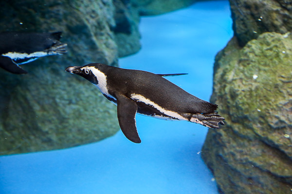 オオサンショウウオを熱く推してくる「京都水族館」に行ってきたよ