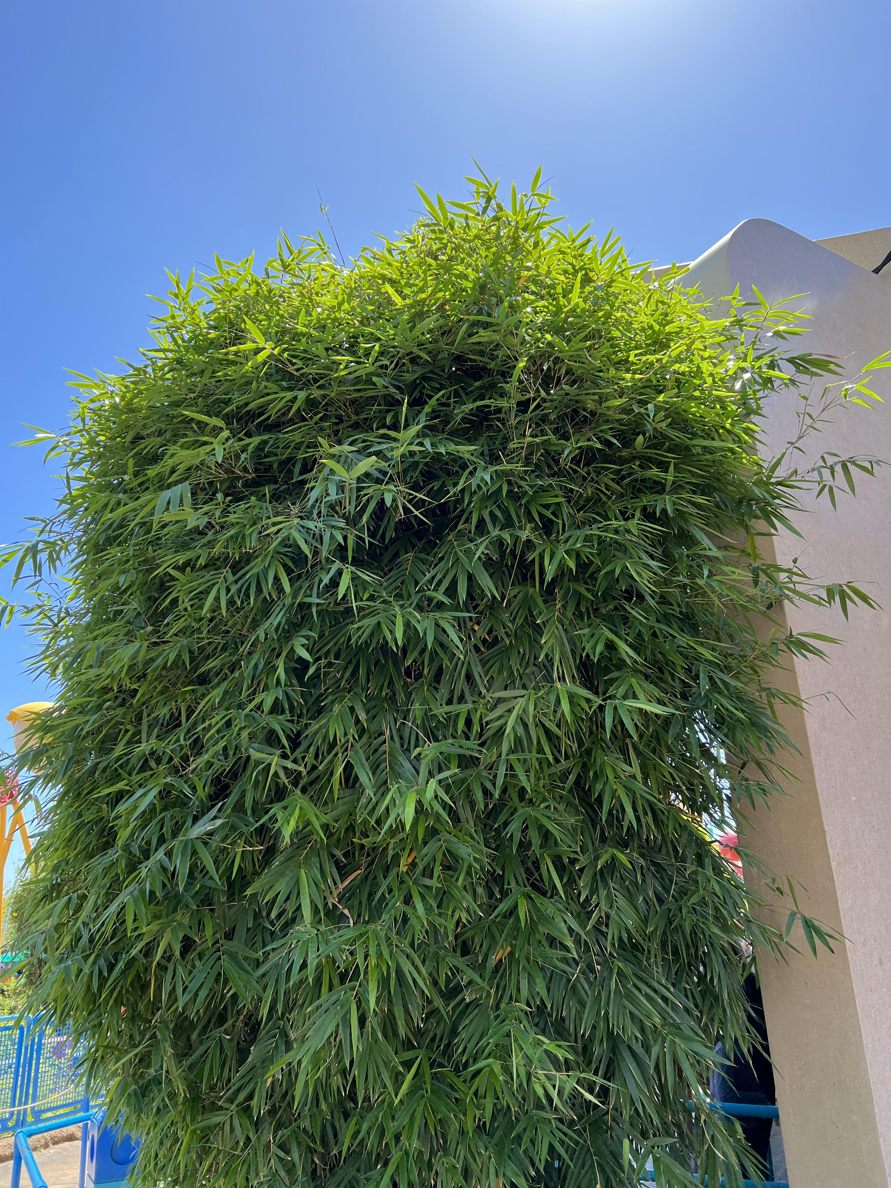 Weaver's Bamboo Dwarf – Lewis Bamboo