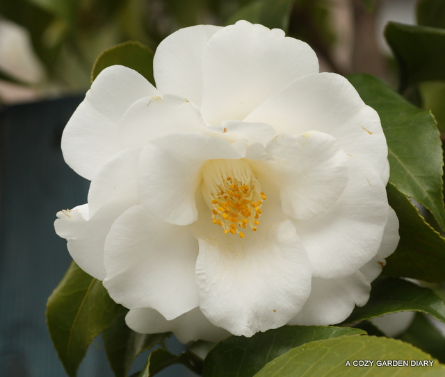 椿: A COZY GARDEN DIARY