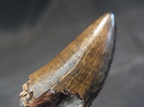 ナノティラヌス実物歯化石①