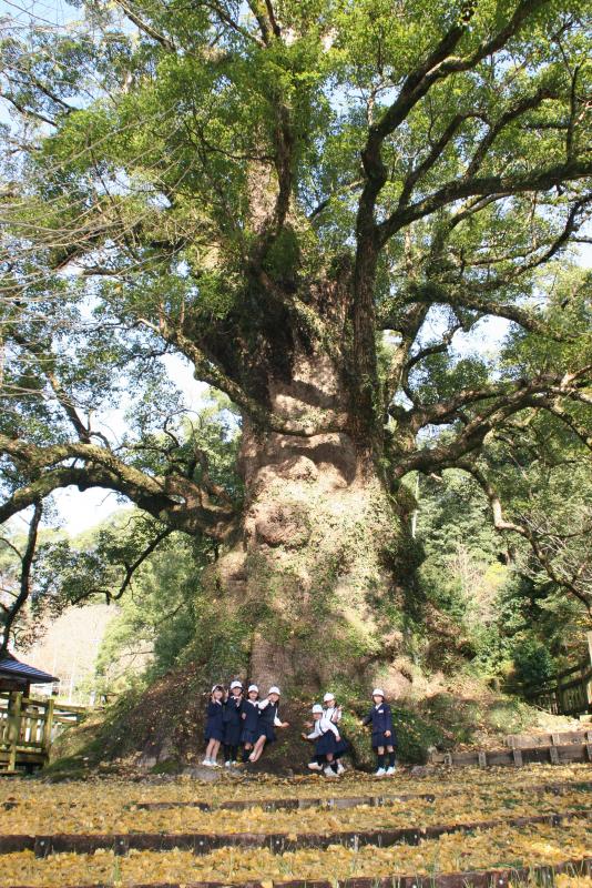 姶良市／シンボリックツリー／日本一の巨樹「蒲生のクス」