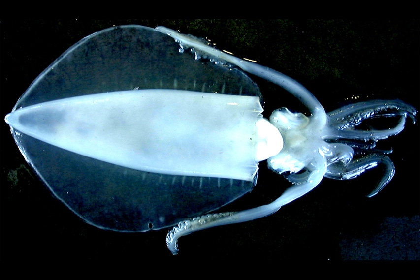 アオリイカ／煽烏賊 | 三重県漁業協同組合連合会［みえぎょれん］