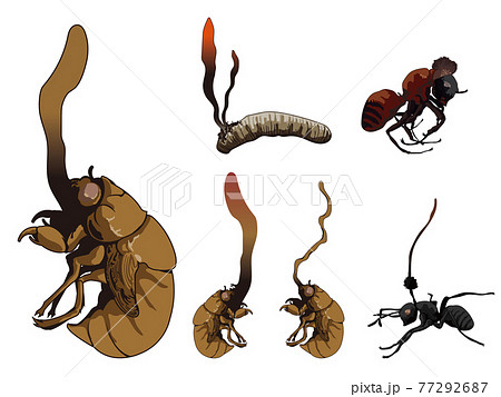冬虫夏草が生えた昆虫のイラストのイラスト素材 [77292687] - PIXTA