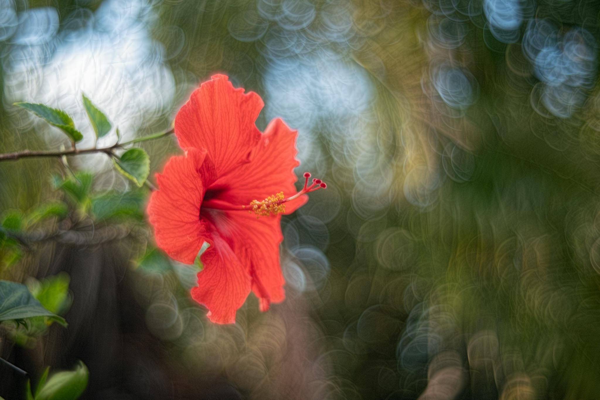 Leotax Leonon 5cm f2 lens – Toby Marshall