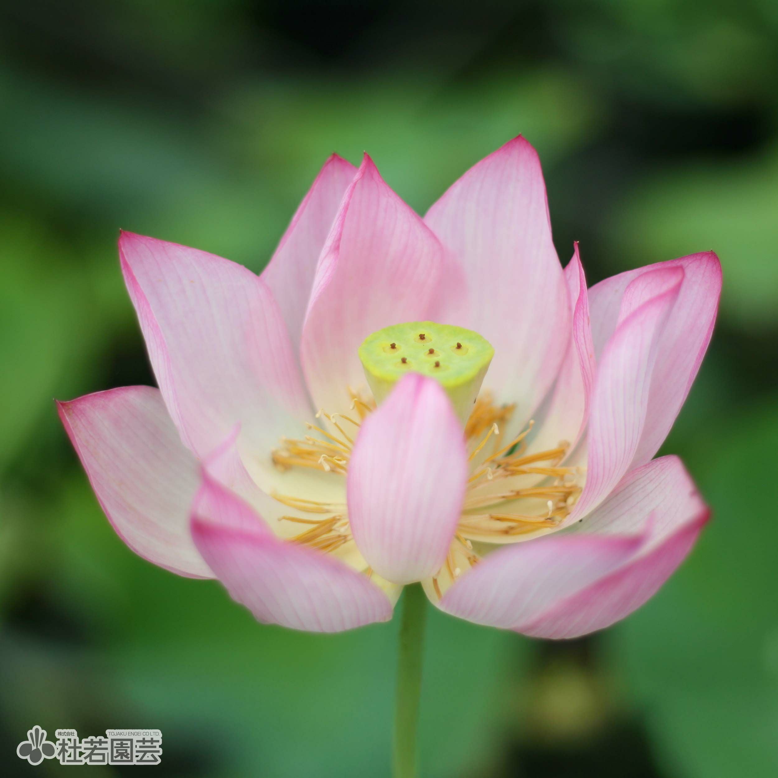 蓮、ハス】 蝶戀花（ちょうれんか）【中・大型種】 | 杜若園芸WEB