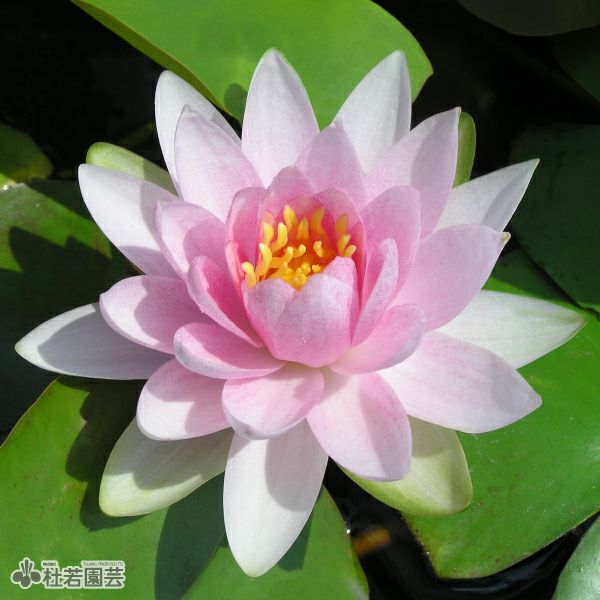 スイレン】 マダム ウィルフロン ゴネール(温帯睡蓮) 19cmカゴ | 杜若