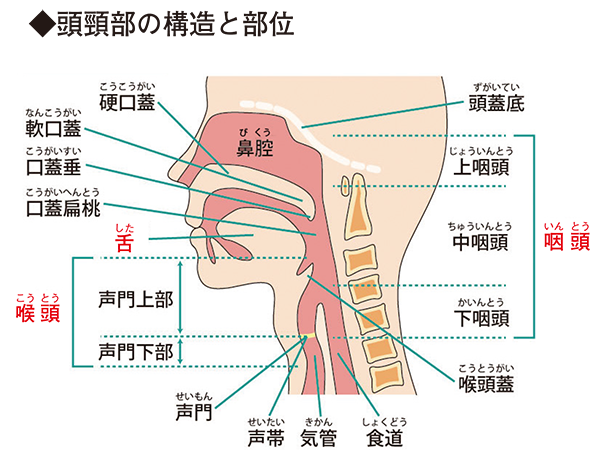 生活の質を保つ頭頸部がんの最新治療 - 独立行政法人国立病院機構 東京