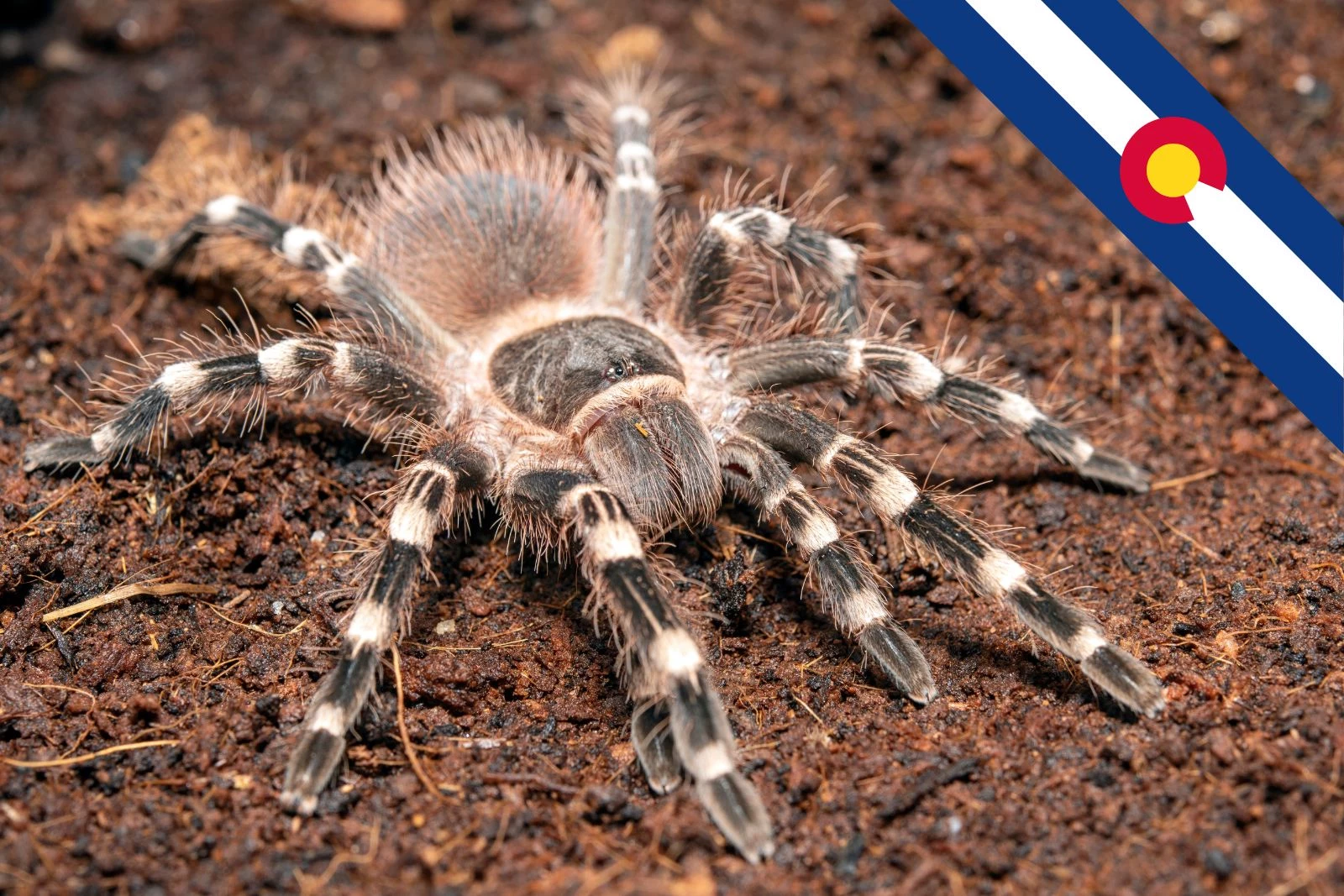 Colorado Tarantula Season Peaks This September