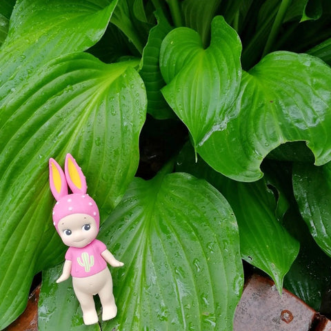 Sonny Angel Cactus Series Secret Rabbit – TOYSEZ