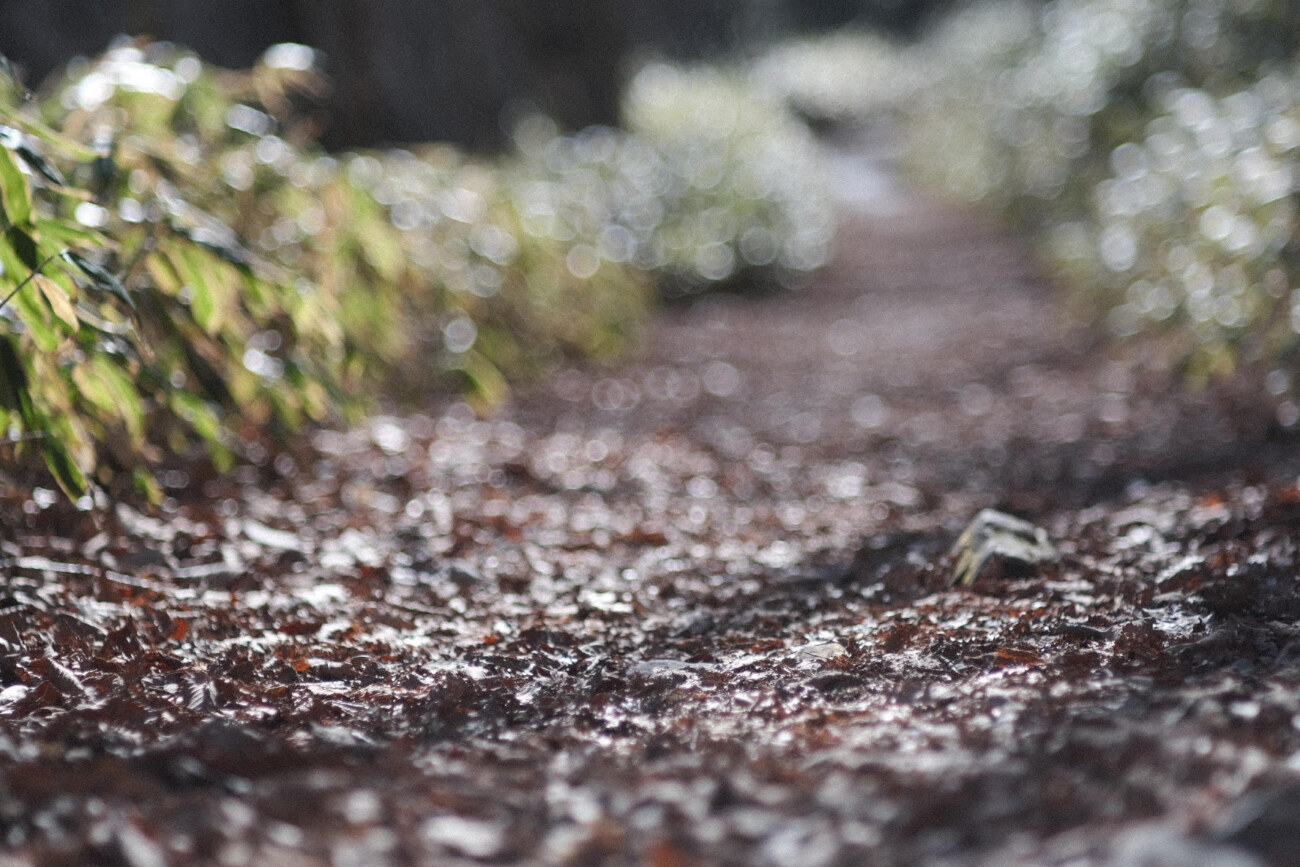 Canon FD 85mm F1.8 S.S.C レビュー | 赤城山をもっと!!