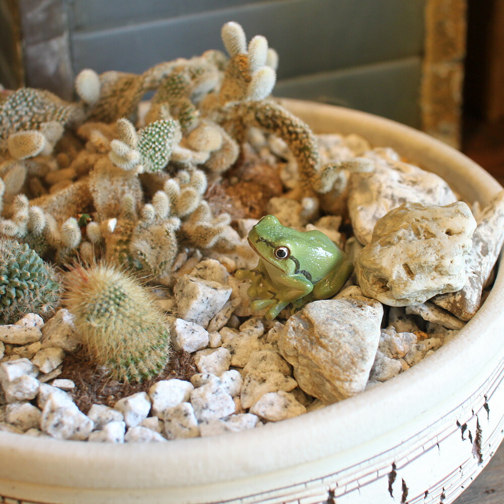 楽天市場】アマガエル リアル カエル 蛙 オブジェ 置物 マグネット