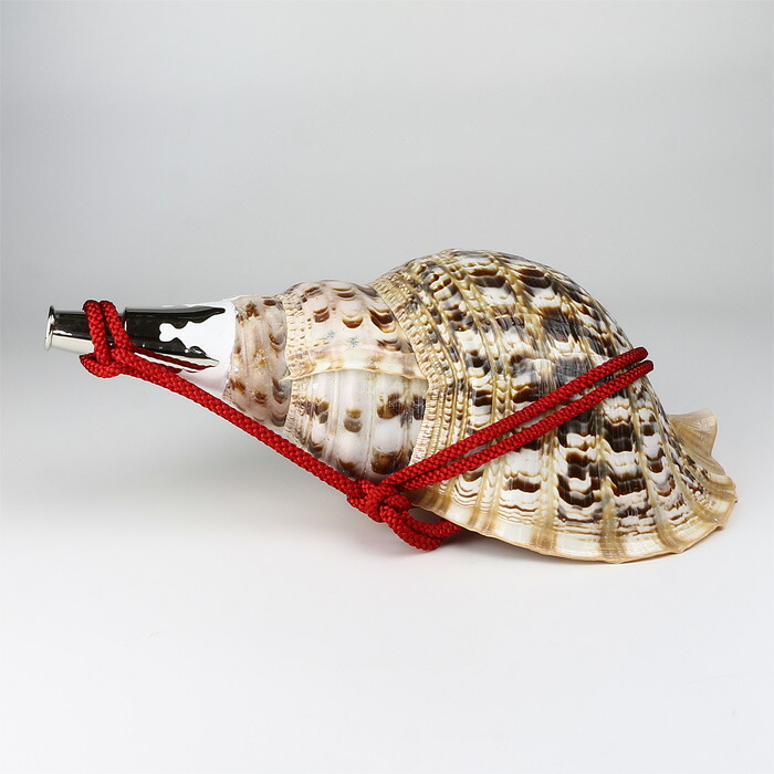 楽天市場】【 伊勢 宮忠 】【 No.12 法螺貝（ほら貝） 大型 】全長40.9