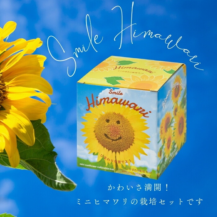 楽天市場】【エントリーでP10倍】シール付 ひまわり 栽培キット ミニ