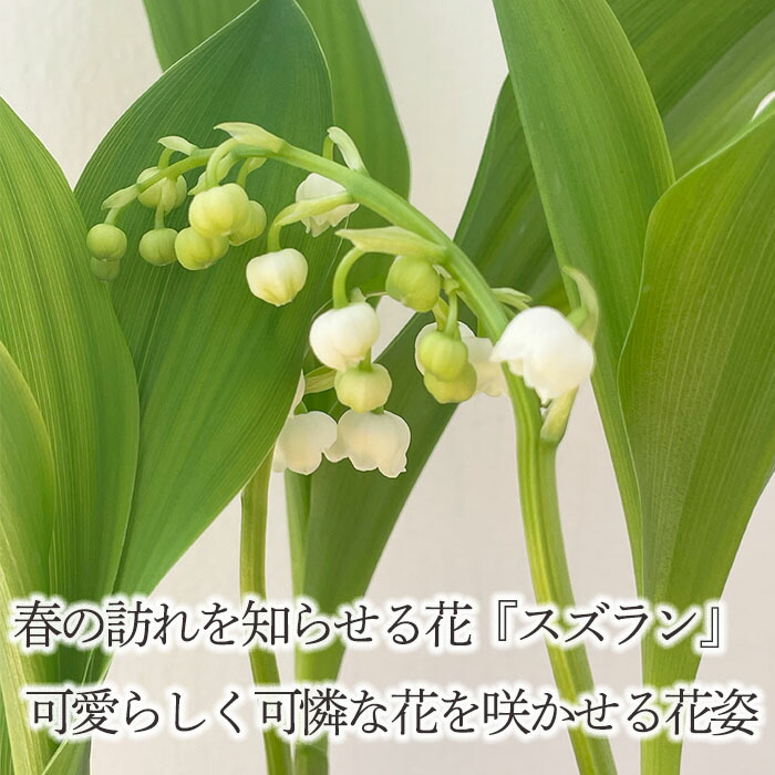楽天市場】すずらん 花付きすずらん 3.5号鉢 スズラン 苗 芳香 ギフト