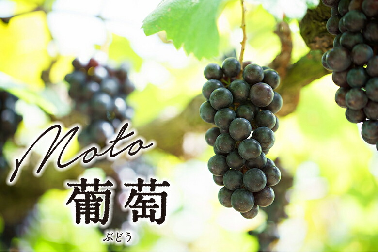 楽天市場】【産地直送・専用箱付き】 MOTOモスト 葡萄ジュース 720ml 2