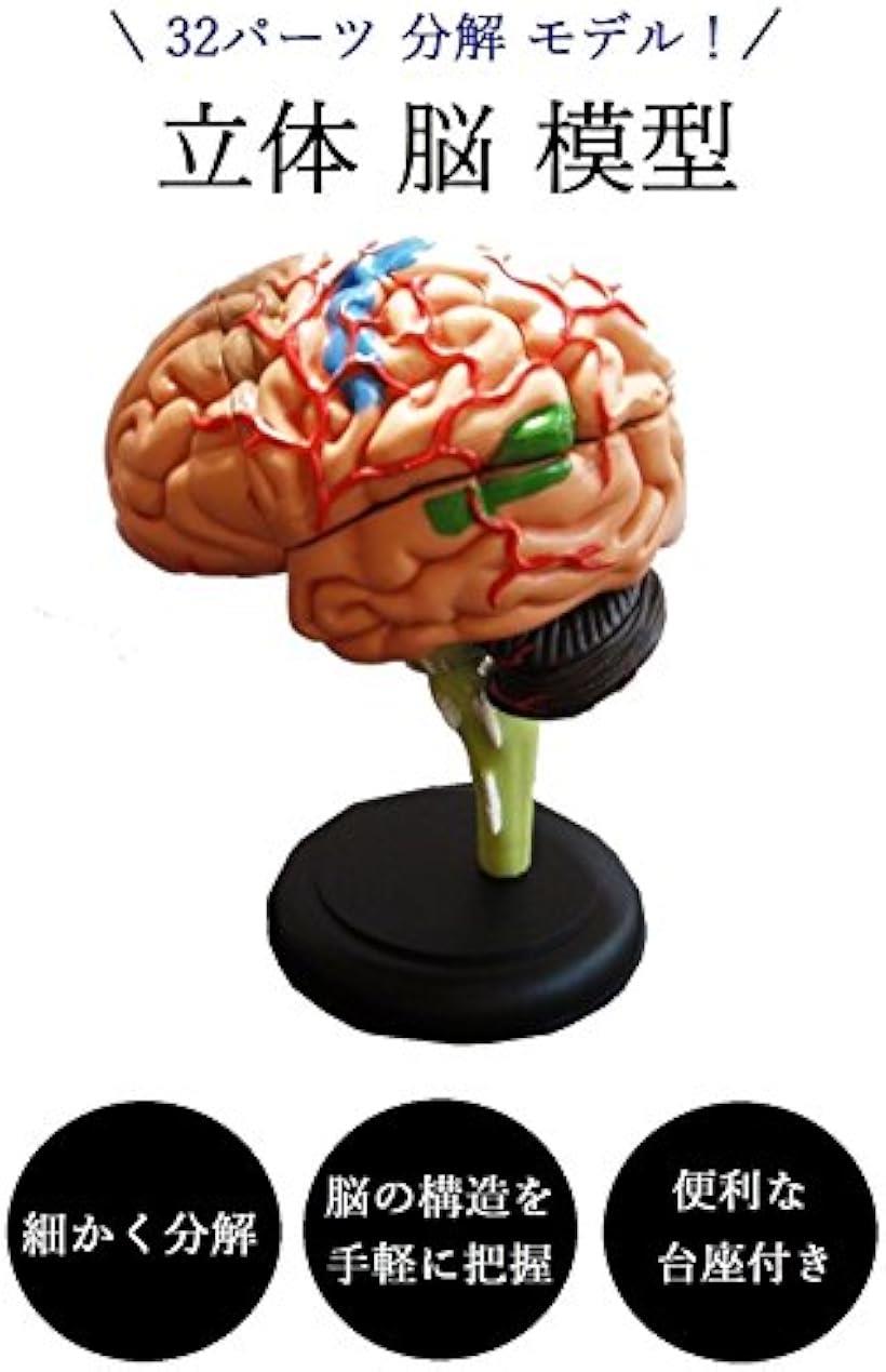SOMSO BS5 頭部基底模型 脳模型 中古 楽天市場】脳 模型 32パーツ 分解