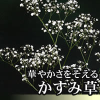 楽天市場】かすみ草【本数指定 1本からOK】 花束にカスミソウをプラス