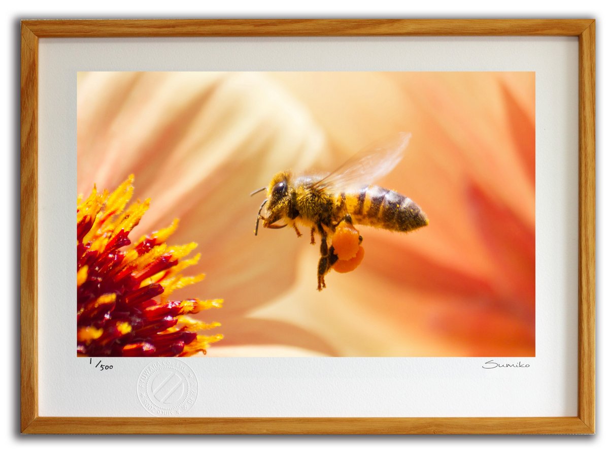 楽天市場】【スーパーSALE半額】版画 絵画 ミツバチとダリア1(スミコ