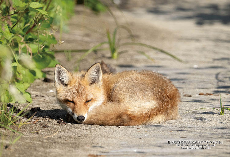 楽天市場】ジグソーパズル 北海道斜里郡「眠るキタキツネの子ども