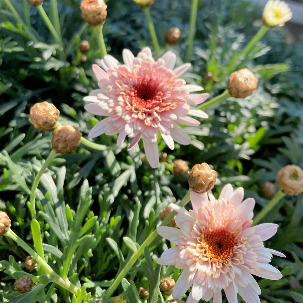 May8☆バレリーナ3点セット【ミントブルー.ブラック.ピンク】 May8様