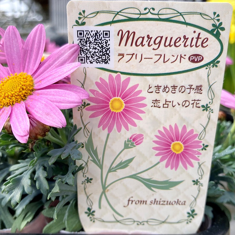 楽天市場】マーガレット・ラブリーフレンド 3.5号苗 : 千草園芸