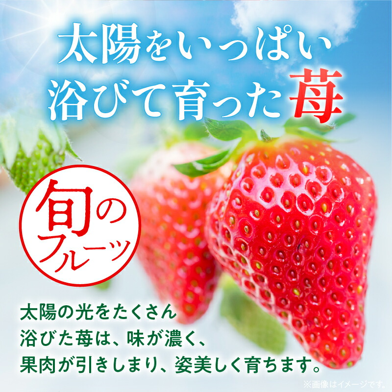 楽天市場】【ふるさと納税】NATSUMI ICHIGO 女峰約800g以上 プレミアム