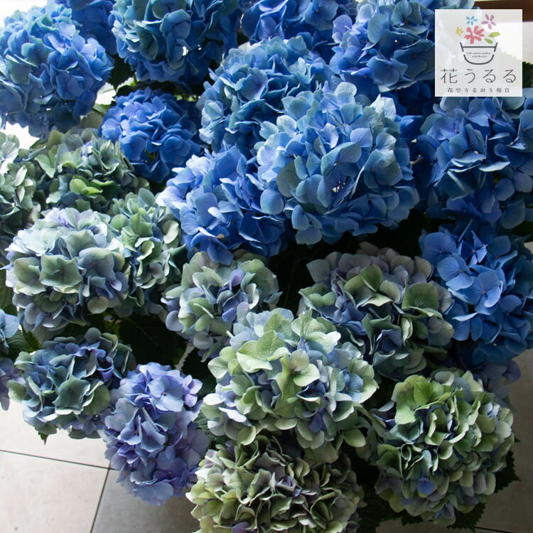 楽天市場】＼花うるるだけの先行予約／秋色アジサイの匠「鬼木氏」の極