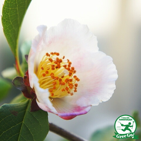 楽天市場】沙羅双樹（花・ガーデン・DIY）の通販