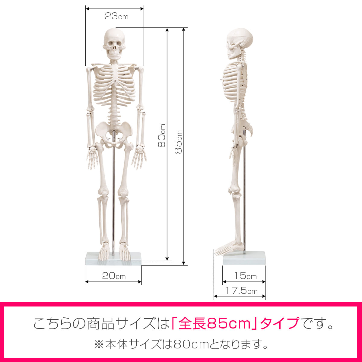 楽天市場】人体模型 骨格模型 骨 約85cm 1/2モデル 展示スタンド付き
