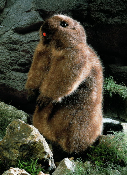 楽天市場】ケーセン ぬいぐるみ Kosen マーモット 34cm Murmeltier