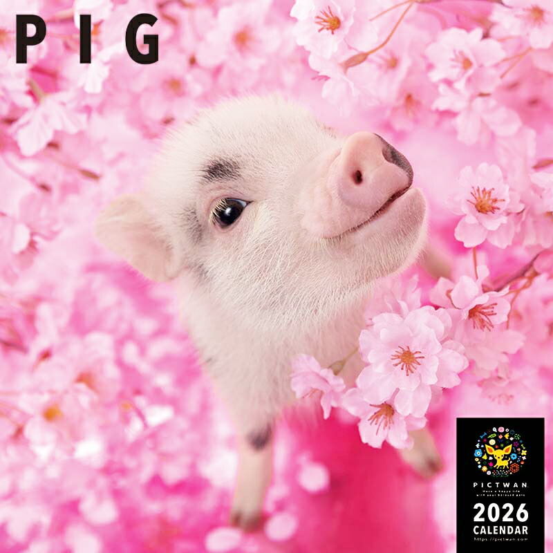 楽天市場】［公式］PICTWANカレンダー 2026年【L判】ピッグ【送料無料