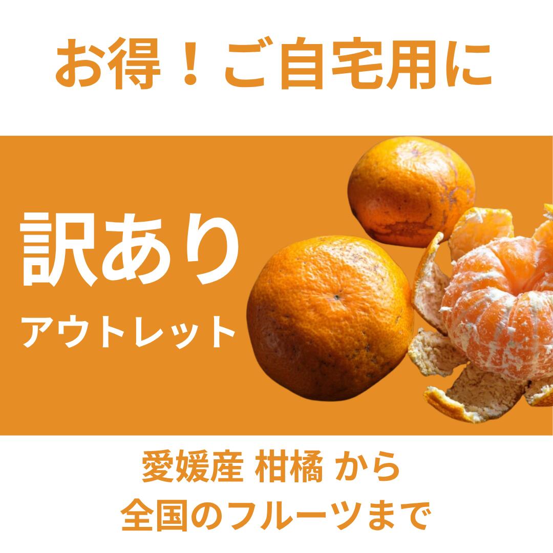 楽天市場】3/4 20:00～再販スタート！☆究極の柑橘！みかんの大トロ