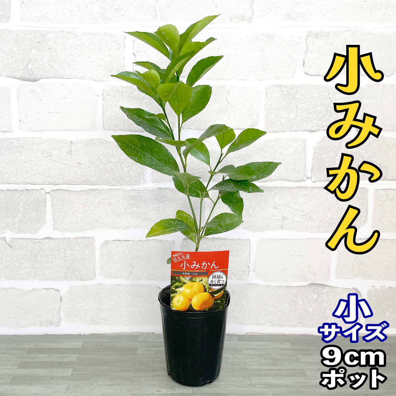 油彩 小さいみかんの木 まるで小さなミカンの木。 - 石木花(セキボッカ