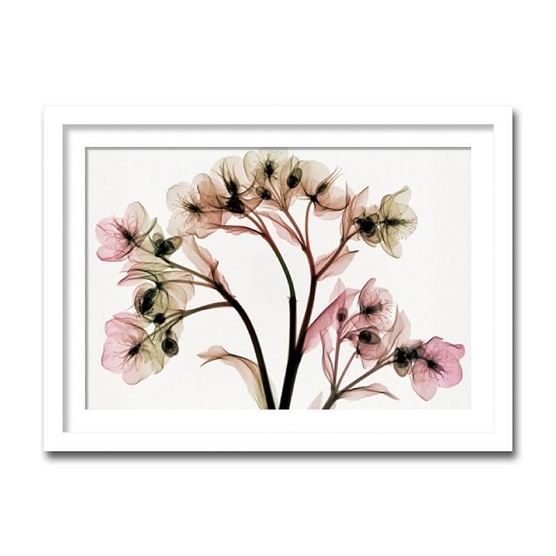 楽天市場】【スーパーセール価格】 アートパネル X-rey 写真 Hellebore