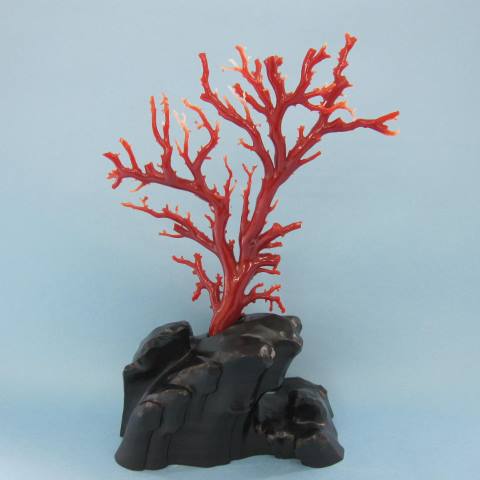 楽天市場】日本 高知沖産血赤珊瑚の拝見 原木 置物 艶出し加工済み
