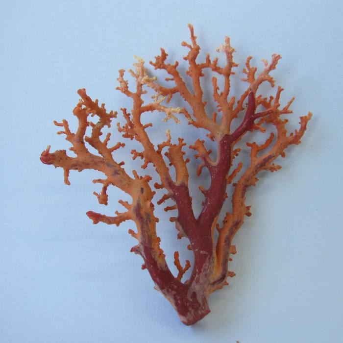 楽天市場】日本 高知産血赤珊瑚 原木 拝見 置物 素材 枝 パーツ 宝石