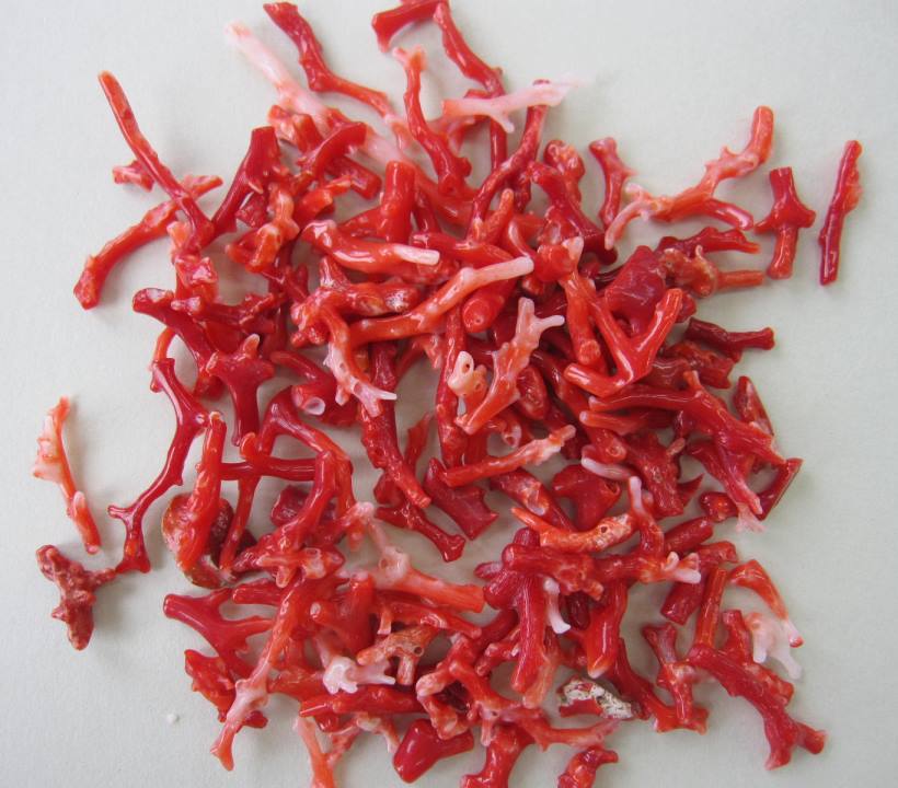 タ*キ様 天然赤珊瑚 枝ルース 約10cm 高知県産 #ー02