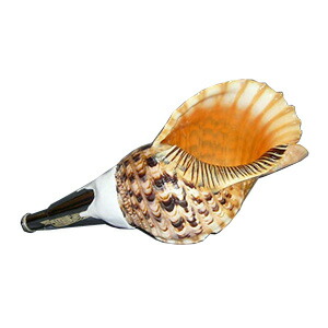 楽天市場】法螺貝・歌口付 サイズ41cm-43cm 天台タイプ : 和楽器総合