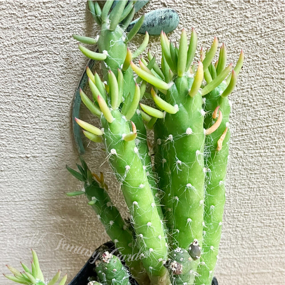 楽天市場】怪獣 多肉植物 苗 サボテン 姫将軍 1鉢 3〜3.5号【通年販売