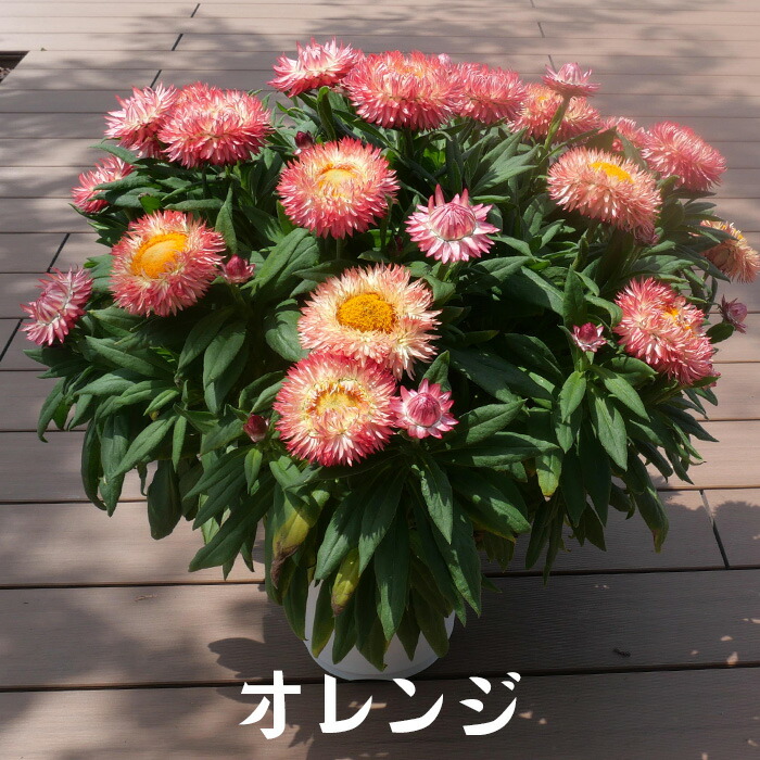 楽天市場】サントリーフラワーズ コロロ ジャンボ 3.5号 帝王貝細工