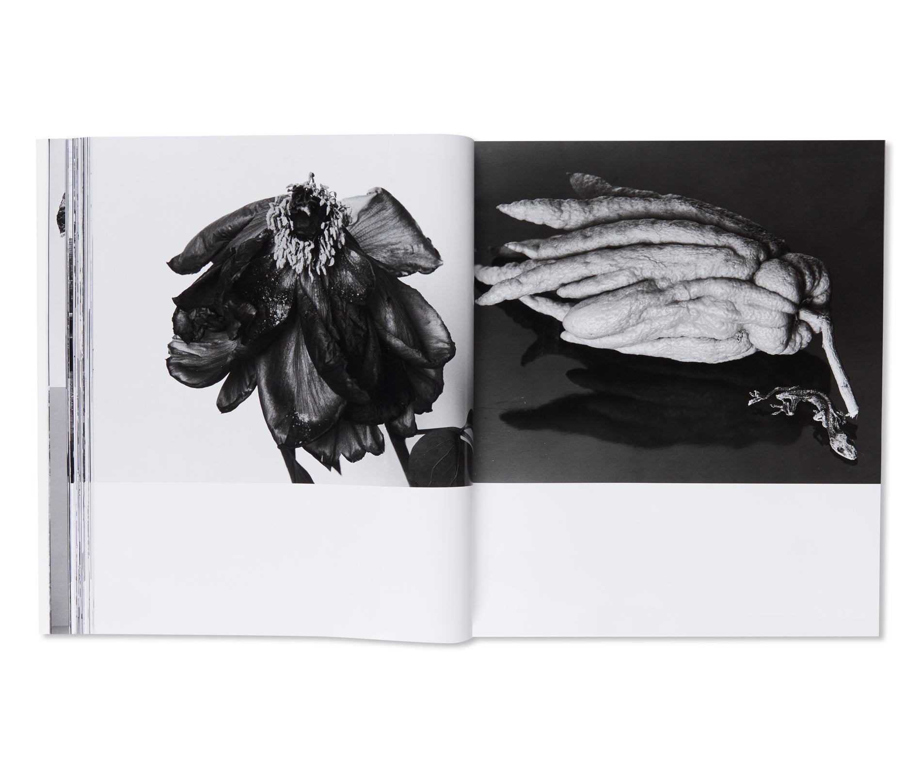 直筆サイン☆「愛ノ花」荒木経惟（Nobuyoshi Araki）☆貴重未読 直筆