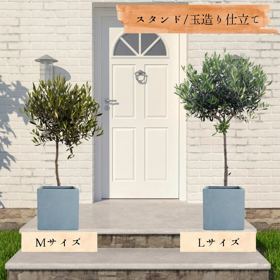 オリーブの木（全商品）｜写真の木をそのままお届け［現品販売］｜鶴亀