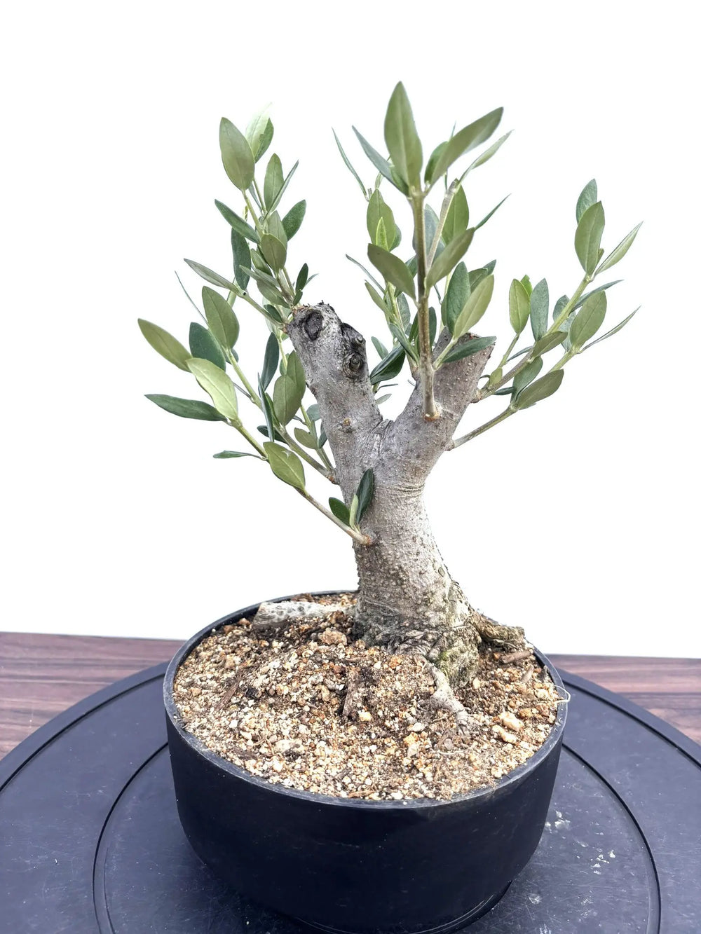 NO.10808-1_1000x.jpg?v=1766077526