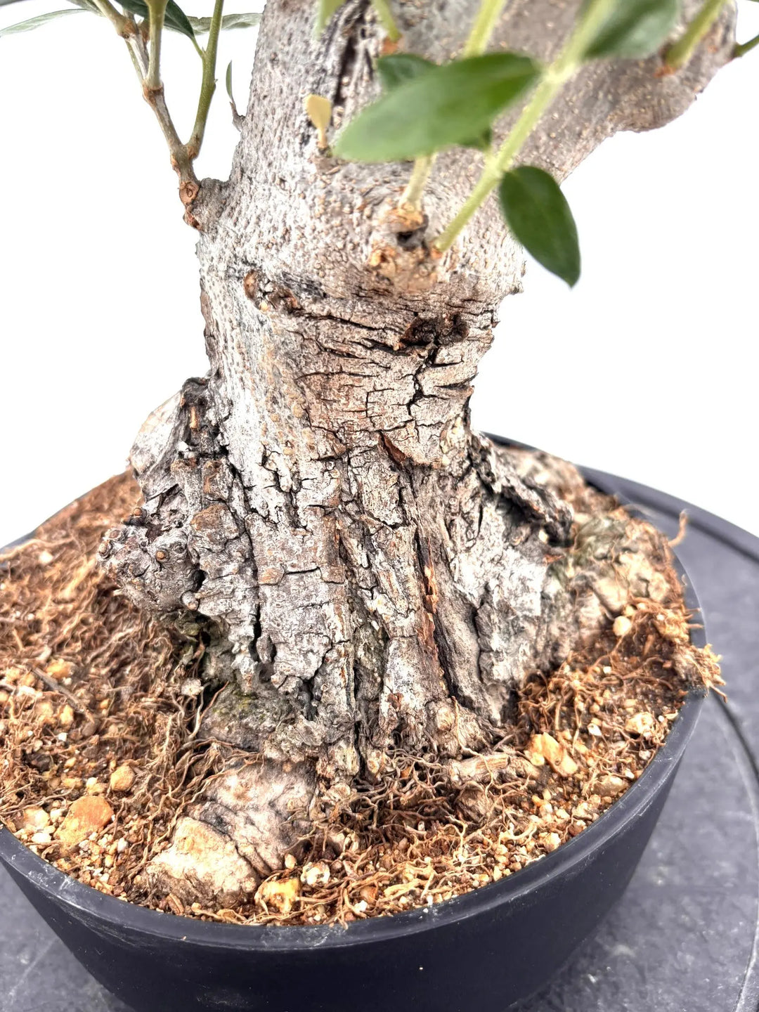 盆栽風オリーブ｜XSサイズ（6号）｜No.10730｜太幹の現品販売｜鶴亀園