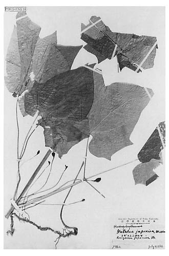 日本植物研究の歴史小石川植物園300年の歩み