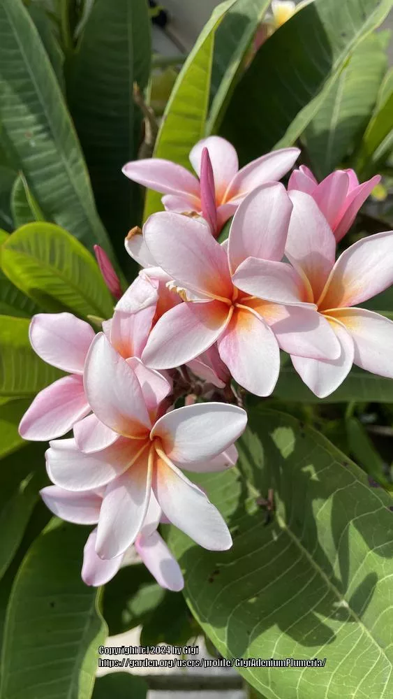 Plumeria 'Compact Mix' - Victory Seed Company