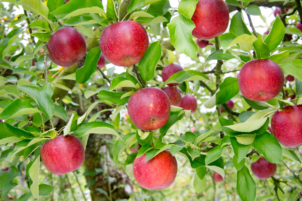 Fujita Apple Orchard | Visit | IBARAKI GUIDE