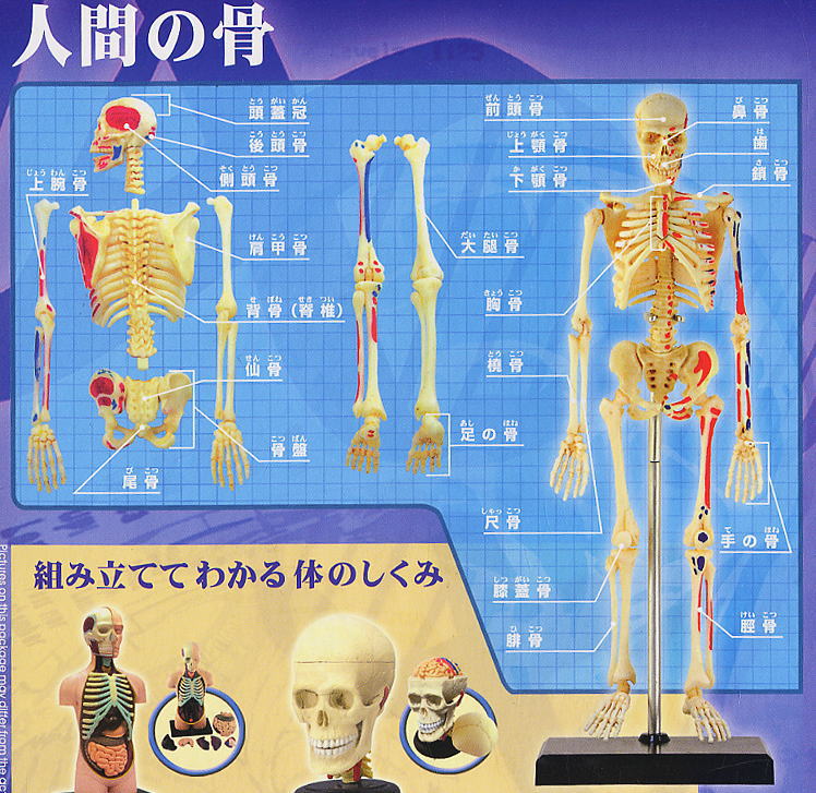 人体解剖パズル 人間の骨 (完成品) - ホビーサーチ フィギュア