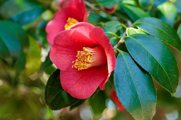 先行予約ポストカード付き】オイルセラム ブルーローズ 20mL | 国産